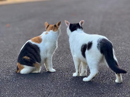 同じ方向を見る猫たち 同じ方向を見る猫たち ネコ,のらねこ,動物の写真素材