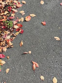 枯葉 秋,散策,赤の写真素材