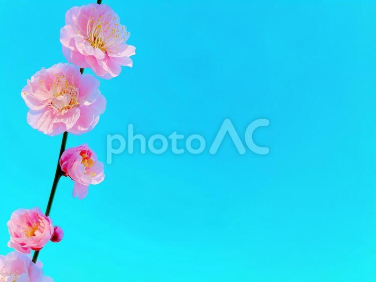 青空と枝垂れ梅 梅の花,花,花木の写真素材