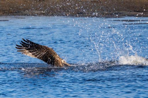 ミサゴ(91)の写真