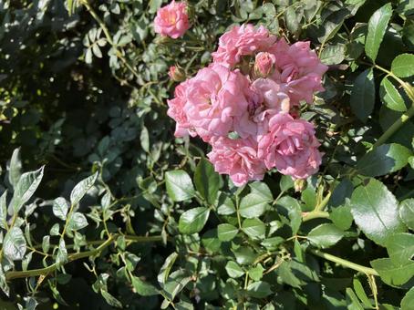 花 花 植物,花,自然の写真素材