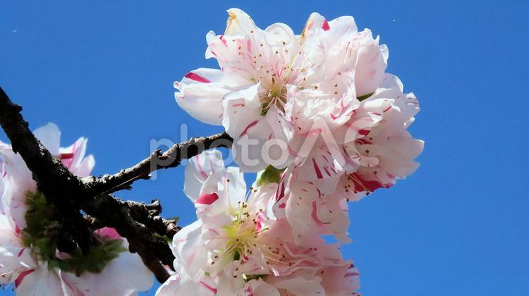 桃源郷公園に咲く鮮やかなハナモモ 花桃,花,春の写真素材