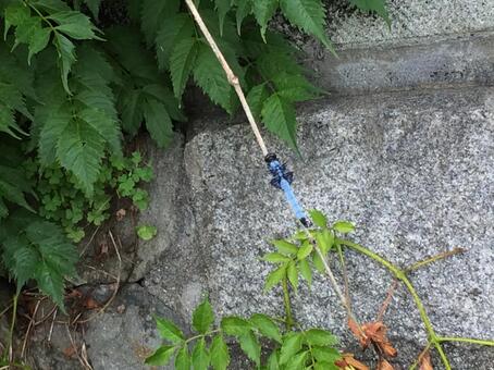 青いトンボ 青いトンボの写真