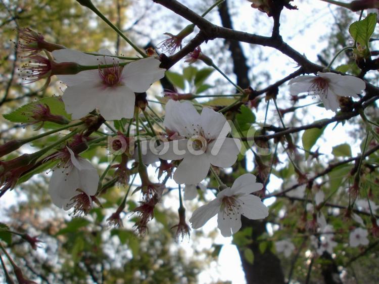 サクラの花 サクラ,花,植物の写真素材
