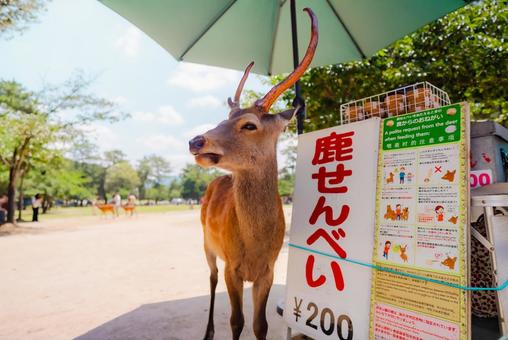 【奈良】奈良の鹿 お寺巡り 2025 【奈良】奈良の鹿 お寺巡り 2025の写真