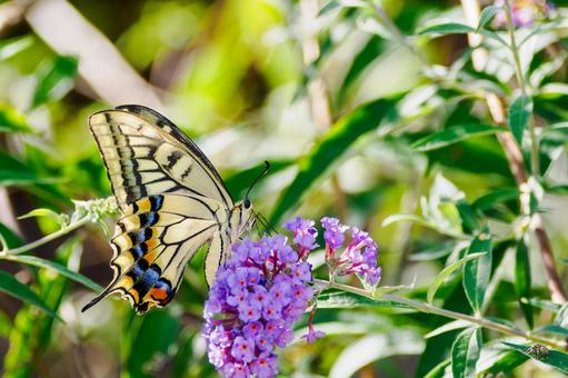 Photo, summer, butterfly, a whip, 