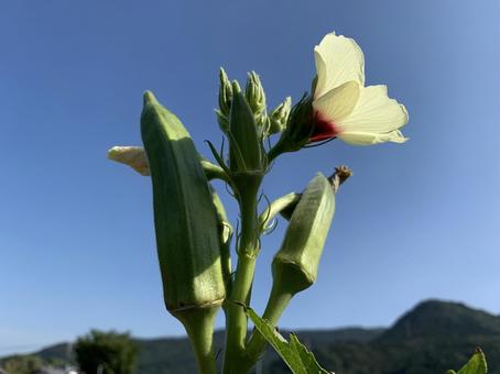 オクラとオクラの花 オクラとオクラの花の写真