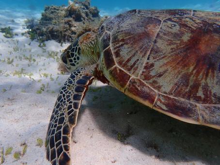 食事中のアオウミガメ 食事中のアオウミガメ ウミガメ,沖縄,海の写真素材