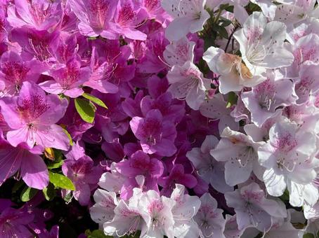Azalea, JPG Azalea, JPG
