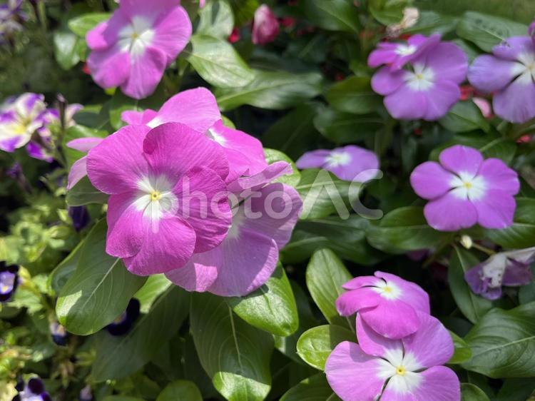 紫のニチニチソウの花 ニチニチソウ,花,日々草の写真素材