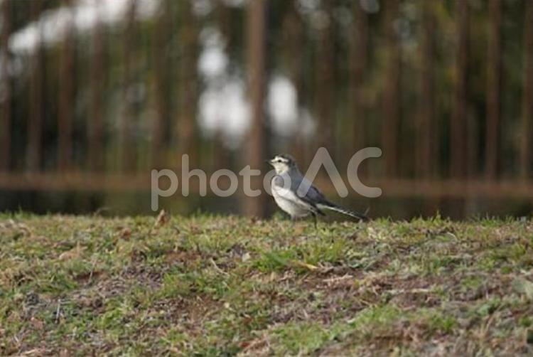 ハクセキレイ 鳥,小鳥,ハクセキレイの写真素材