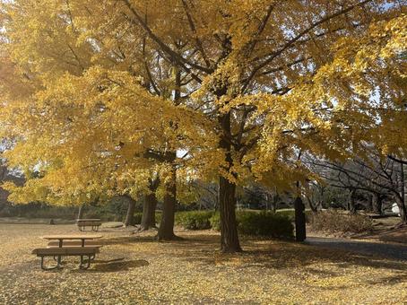黄色い銀杏の木立とテーブル　ベンチ　公園 銀杏,イチョウ,木立の写真素材