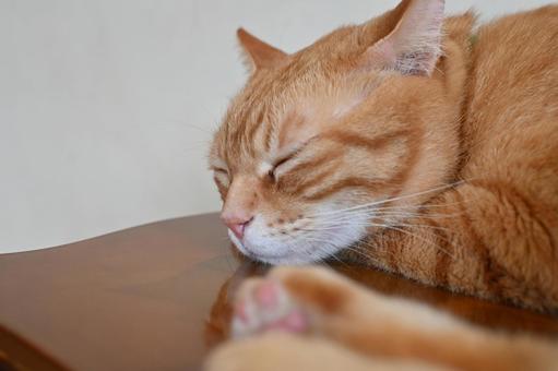 Relaxed cat, JPG Relaxed cat, JPG
