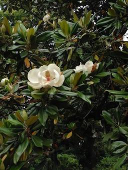 タイサンボク タイサンボクの写真