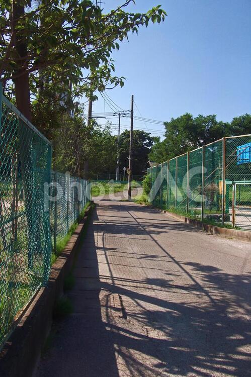 木洩れ日の通り 木洩れ日の通り 木洩れ日,木漏れ日,道の写真素材