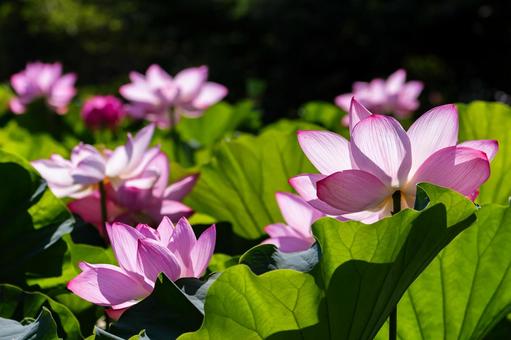 Photo, lotus, a lotus, summer, 