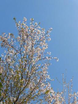 葉桜⑬ 葉桜⑬ 桜,葉桜,ボタニカルの写真素材