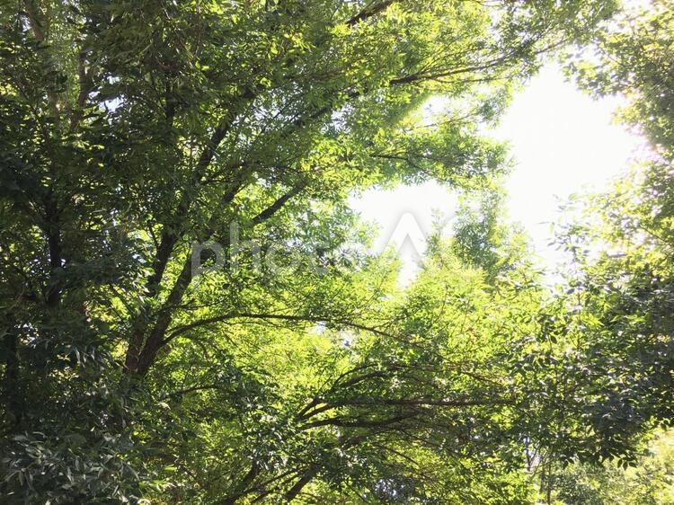 木漏れ日 木漏れ日,森林,葉の写真素材