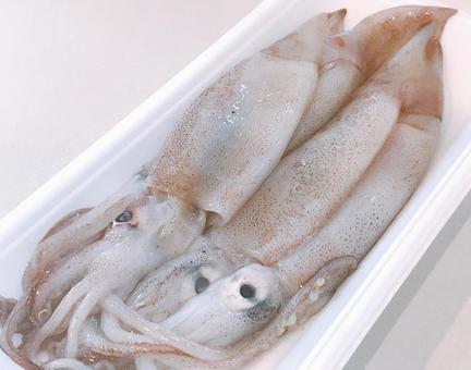raw squid, JPG