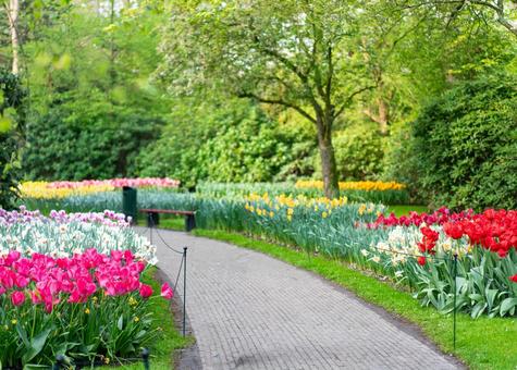 Photo, キ ュ ー ケ ン ホ フ park, netherlands, amsterdam, 