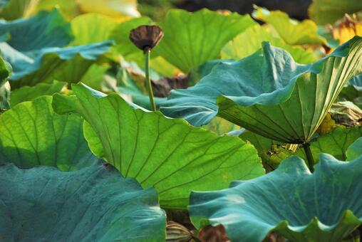 植物 蓮 植物 蓮の写真