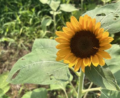ひまわり ひまわり ひまわり,向日葵,花の写真素材