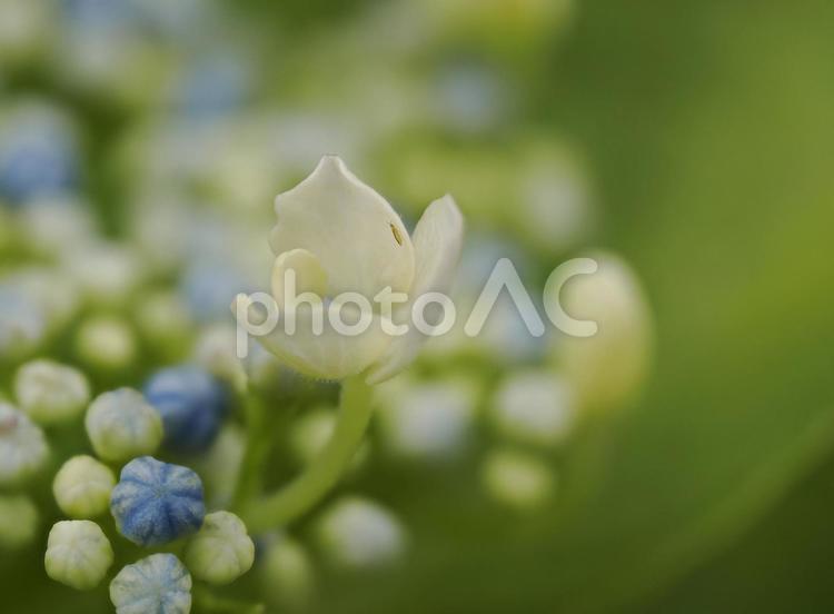 埼玉県上尾丸山公園の額紫陽花 紫陽花,額紫陽花,白の写真素材