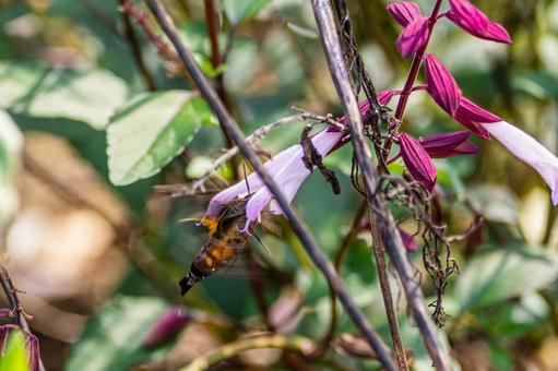 ホシホウジャク⑹ 蛾,虫,ホシホウジャクの写真素材