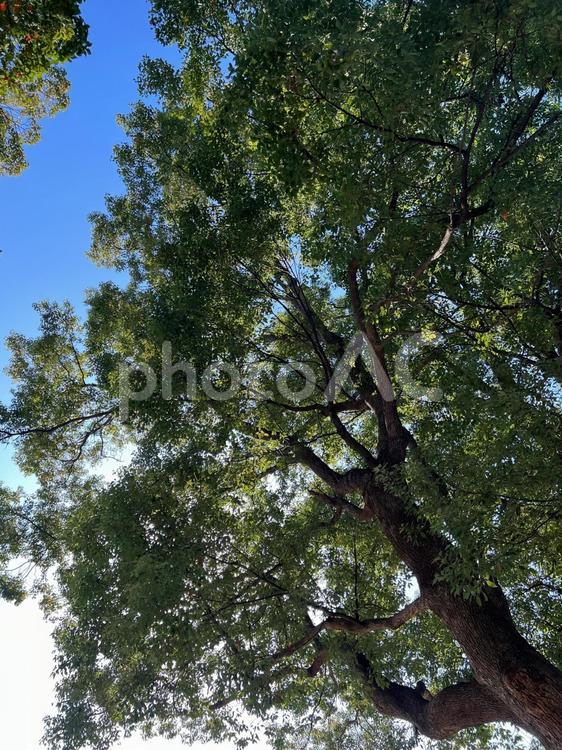 見上げた空と木 空,青空,水色の写真素材
