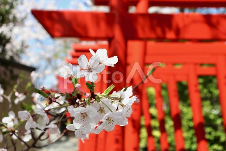 桜　青空　春　ソメイヨシノ　鳥居 桜,青空,春の写真素材