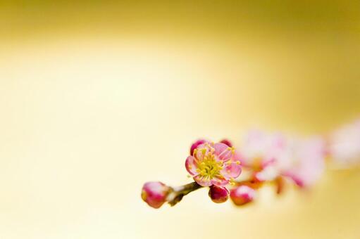 梅の花1 梅の花,１月,2月の写真素材