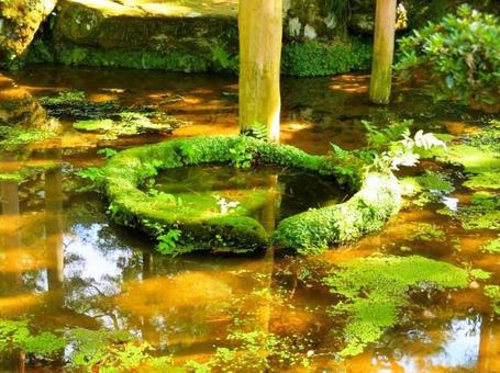 兼六園の苔の写真