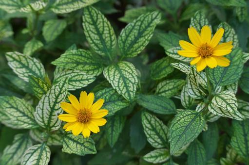 ヘリオプシス ローレンサンシャイン ヘリオプシス ローレンサンシャイン 花,植物,自然の写真素材