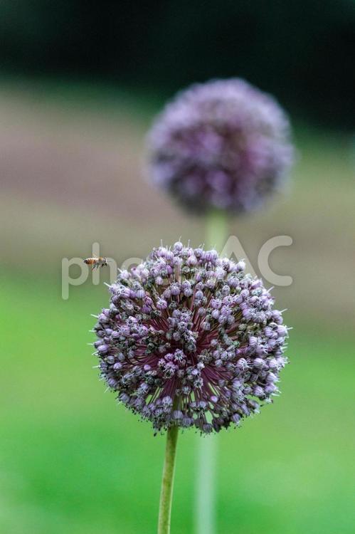 ギガンテウムの蜜を吸うミツバチ 花,自然,植物の写真素材