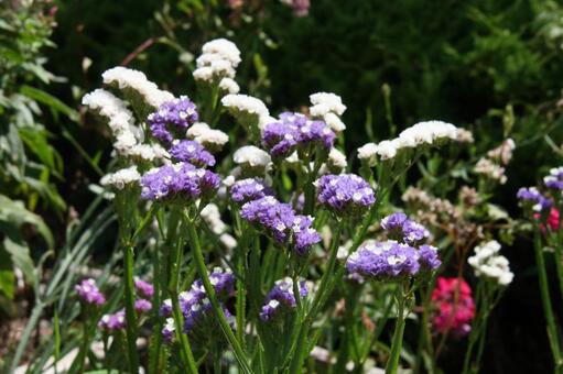 スターチス・リモニウム 咲く風景 草花,鮮やか,ドライの写真素材