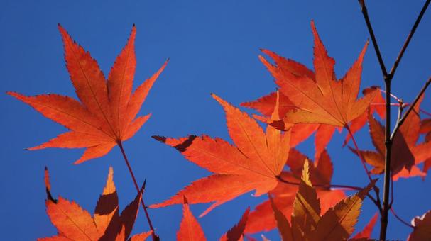 紅葉 紅葉の写真