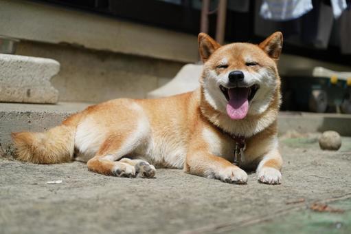 柴犬 伏せ 舌出し笑顔 2025年8月 柴犬 伏せ 舌出し笑顔 2025年8月の写真
