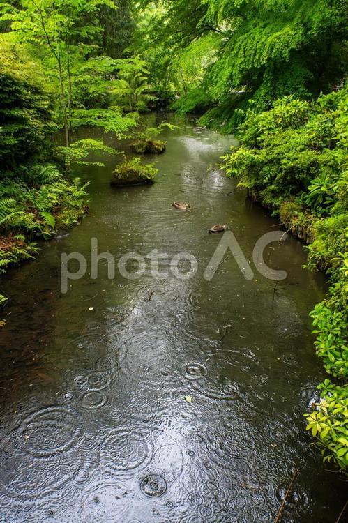 雨の日の池の風景⑵ 池,雨,木々の写真素材