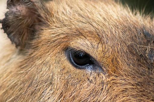 カピバラのクローズアップ カピバラのクローズアップ カパビラ,動物園,東京の写真素材