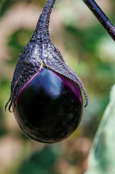 家庭菜園で食べ頃に育った茄子 家庭菜園で食べ頃に育った茄子 ナス,夏野菜,茄子の写真素材