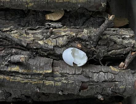 木材の上にある鳩の卵の殻 木材の上にある鳩の卵の殻 ハト,山鳩,キジバトの写真素材