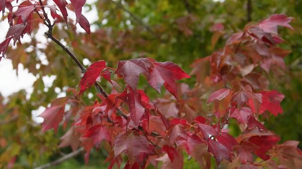 もみじの木の写真