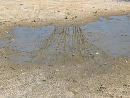 地面の水たまりに映る木 地面の水たまりに映る木 水たまり,地面,土の写真素材
