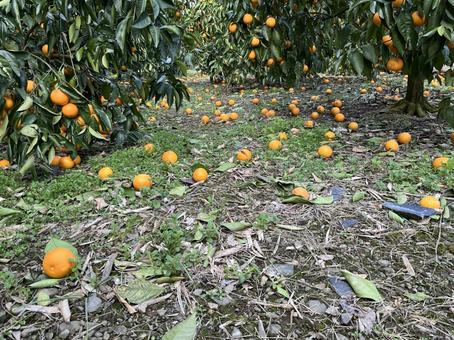 ブラッドオレンジ　落下 ブラッドオレンジ,柑橘類,果物の写真素材