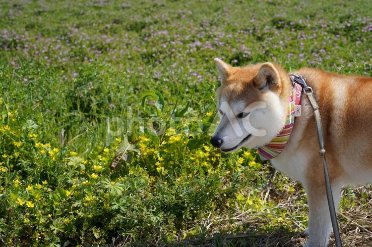 春の田んぼとゆず 柴犬,犬,家族の写真素材