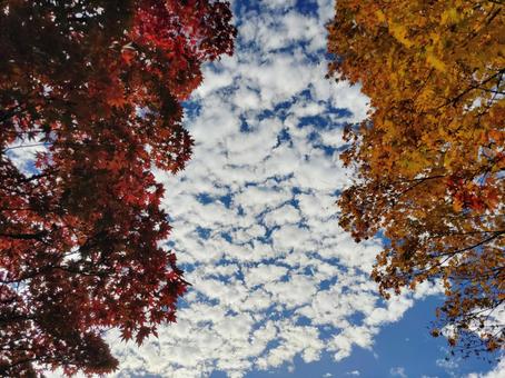 空を見上げたら もみじ,秋,青空の写真素材