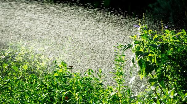 植物への水やりの風景 植物への水やりの風景の写真