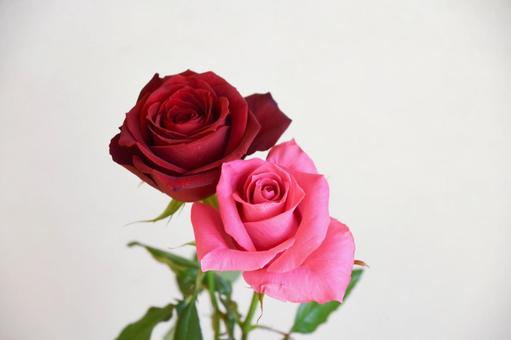 Photo, roses, a red rose, rose, 