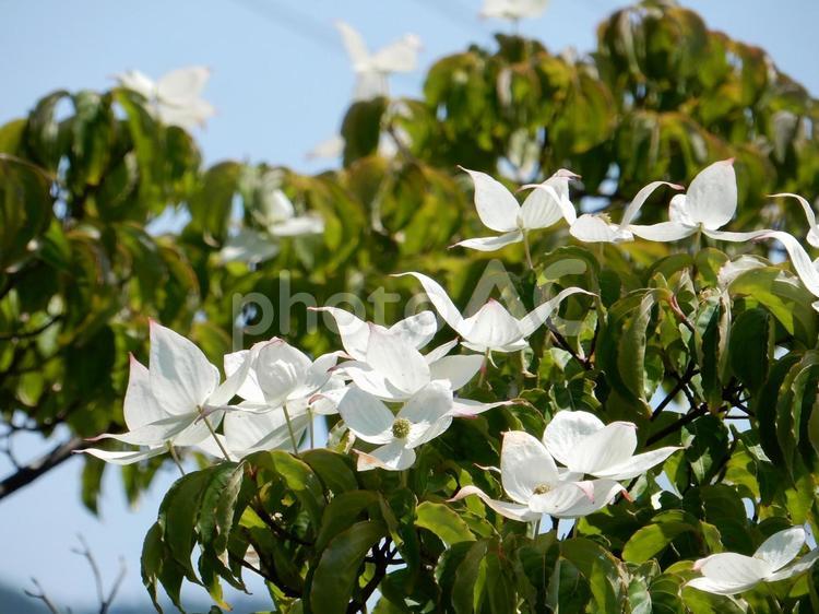 【花の写真】ヤマボウシ ヤマボウシ,山法師,ミズキ科の写真素材