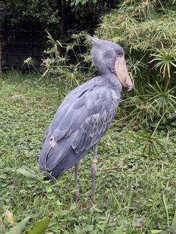 ハシビロコウ ハシビロコウ ハシビロコウ,くちばし,羽根の写真素材